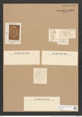 Cocconeis crebrestriata Grev. (de-Toni-Nr.: Genus 40, Species 1878) Zeichnungen Sammlung Grunow Nr. 3702 (NHMW-BOT-W0371330)